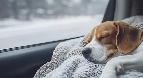 ABA Movers Dog Sleep in Stress-Free Move