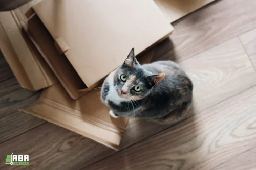 Summer Pet-Friendly Moving Service Customer Cat Packing Boxes