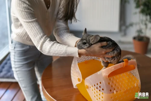 Summer Pet-Friendly Moving Service Customer The Сhinchilla Placed in a Carrier