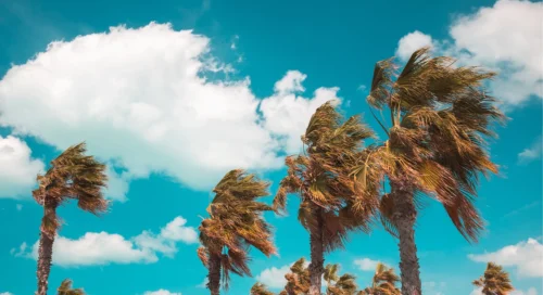 September Lease Gap Palms Wind Sky Cloud